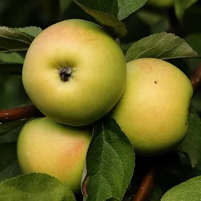 Яблоня ДАНИЛА в Череповце