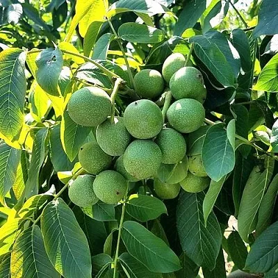 Грецкий орех  ИЗЯЩНЫЙ  Грецкий орех  ИЗЯЩНЫЙ в Череповце