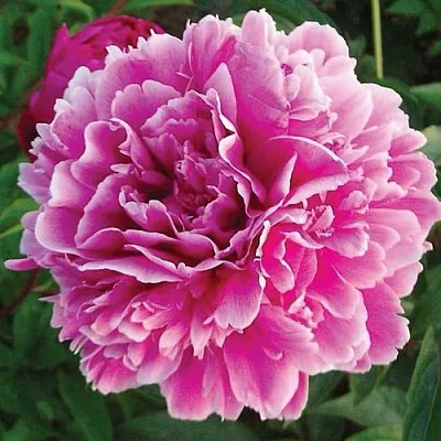 Пион ПУРПУРНАЯ ФЕЕРИЯ травянистый  Пион ПУРПУРНАЯ ФЕЕРИЯ травянистый в Череповце