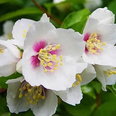 Жасмин БЕЛЬ ЭТУАЛЬ в Череповце