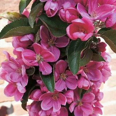 Яблоня ЗЕЛЁНЫЙ БУКЕТ декоративная  Яблоня ЗЕЛЁНЫЙ БУКЕТ декоративная в Череповце