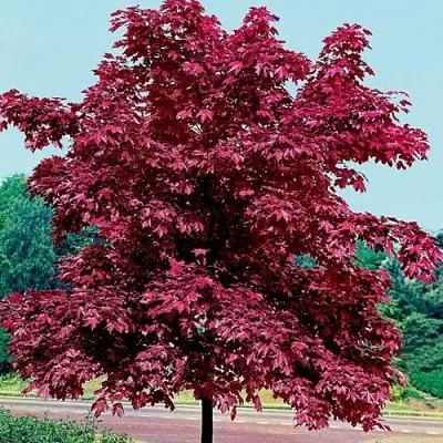 Клен КРИМСОН КИНГ остролистный  Клен КРИМСОН КИНГ остролистный в Череповце