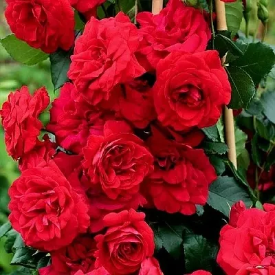 Саженцы роз АМАДЕУС плетистая  Саженцы роз АМАДЕУС плетистая в Череповце