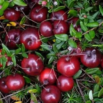 Клюква БЕН ЛИР  Клюква БЕН ЛИР в Череповце