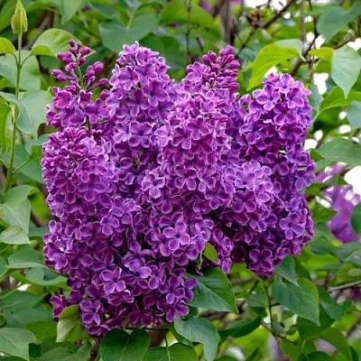 Сирень СУМЕРКИ  Сирень СУМЕРКИ в Череповце