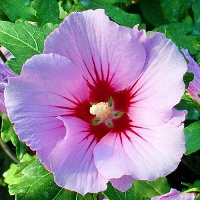 Гибискус ПИНК ФЛИРТ сирийский  Гибискус ПИНК ФЛИРТ сирийский в Череповце