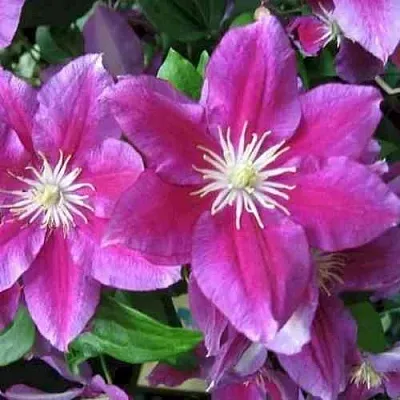 Клематис ХАНИЯ  Клематис ХАНИЯ в Череповце