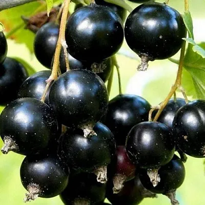 Смородина чёрная СОКРОВИЩЕ  Смородина чёрная СОКРОВИЩЕ в Череповце