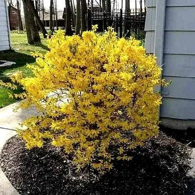 Форзиция ЛЕДНОГОРА промежуточная в Череповце