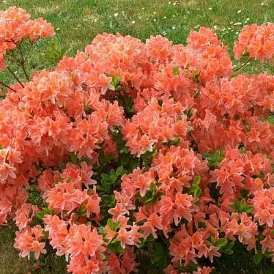Рододендрон ЯПОНСКИЙ ОРАНЖЕВЫЙ  Рододендрон ЯПОНСКИЙ ОРАНЖЕВЫЙ в Череповце