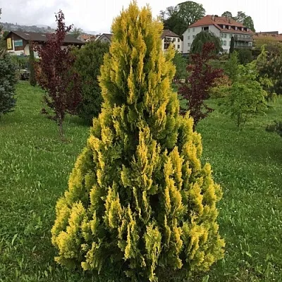 Туя ЕЛЛОУ РИББОН западная в Череповце