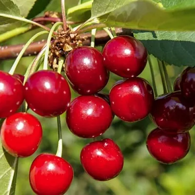 Вишня ЛЮБСКАЯ в Череповце