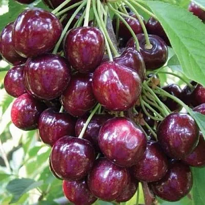 Черешня СЭМ колонновидная  Черешня СЭМ колонновидная в Череповце