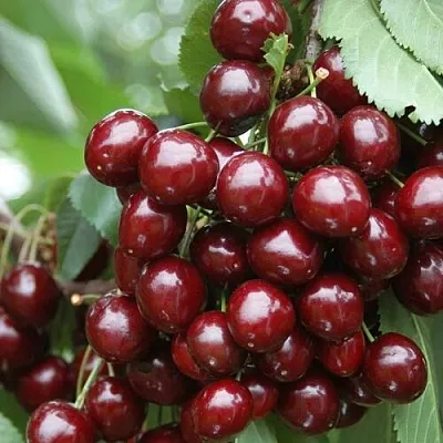 Черешня СИЛЬВИЯ колоновидная  Черешня СИЛЬВИЯ колоновидная в Череповце