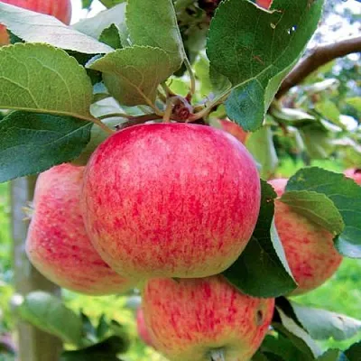 Яблоня ПИРОС в Череповце