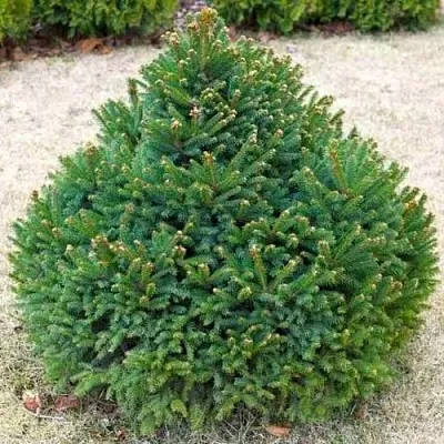 Ель БАРРИ обыкновенная в Череповце