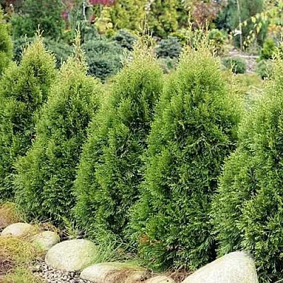 Туя СМАРАГД ВИТБОНТ западная в Череповце