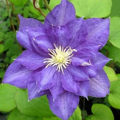 Клематис БЬЮТИ ОФ ВОЧЕСТЕР  Клематис БЬЮТИ ОФ ВОЧЕСТЕР в Череповце