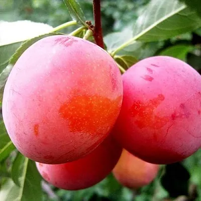 Слива КОМЕТА  Слива КОМЕТА в Череповце