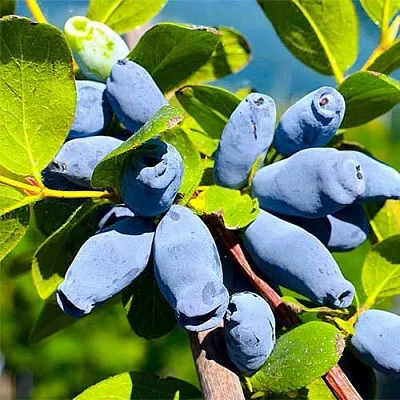 Жимолость съедобная АВРОРА в Череповце