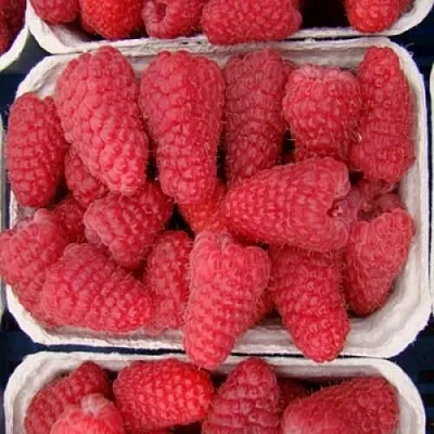 Саженцы малины Лячка Саженцы малины Лячка