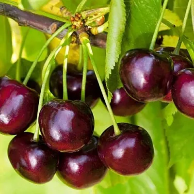 Черешня ИПУТЬ  Черешня ИПУТЬ в Череповце