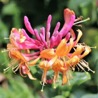 Жимолость ГЕКРОТА в Череповце