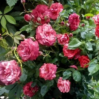 Саженцы роз БРАУНИ плетистая — описание сорта Саженцы роз БРАУНИ плетистая в Череповце