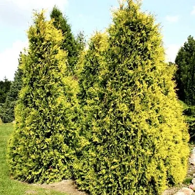Туя САЛЛАНД западная в Череповце