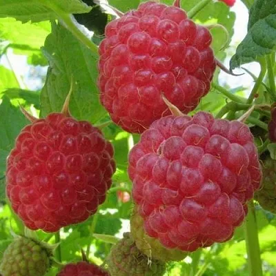 Малина НОВОСТЬ КУЗЬМИНА   Малина НОВОСТЬ КУЗЬМИНА  в Череповце