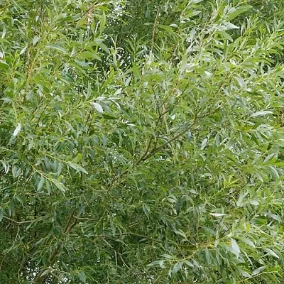 Ива ВИТЕЛЛИНА белая   Ива ВИТЕЛЛИНА белая  в Череповце