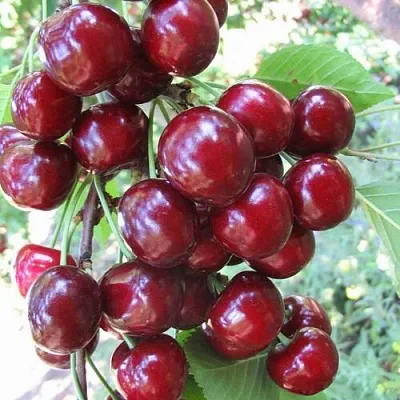 Черешня ОДРИНКА  Черешня ОДРИНКА в Череповце