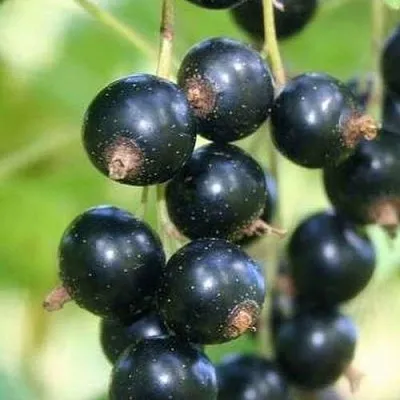 Смородина черная СТРЕЛЕЦ  Смородина черная СТРЕЛЕЦ в Череповце