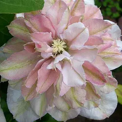 Клематис ИННОСЕНТ БЛАШ  Клематис ИННОСЕНТ БЛАШ в Череповце