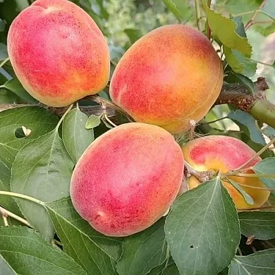 Абрикос ОСОБЕННЫЙ ДЕНИСЮКА  Абрикос ОСОБЕННЫЙ ДЕНИСЮКА в Череповце