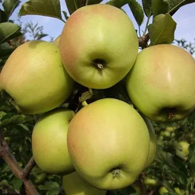Яблоня СКИФСКОЕ ЗОЛОТО  Яблоня СКИФСКОЕ ЗОЛОТО в Череповце