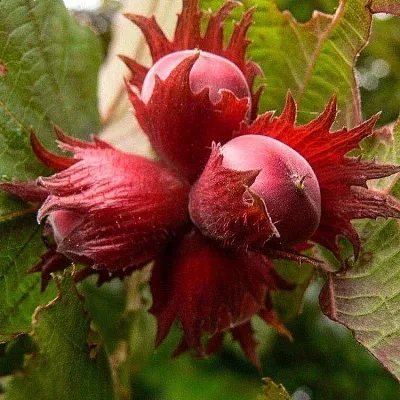 Фундук  Фундук в Череповце