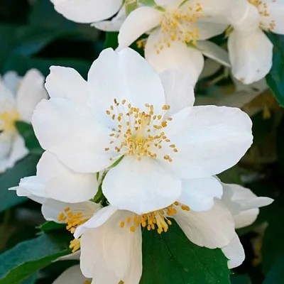 Жасмин ЮСТИНКА  Жасмин ЮСТИНКА в Череповце