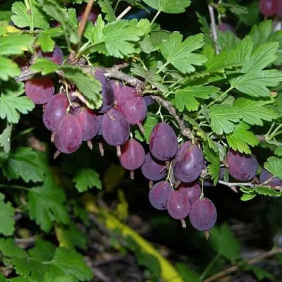 Крыжовник ГРУШЕНЬКА  Крыжовник ГРУШЕНЬКА в Череповце