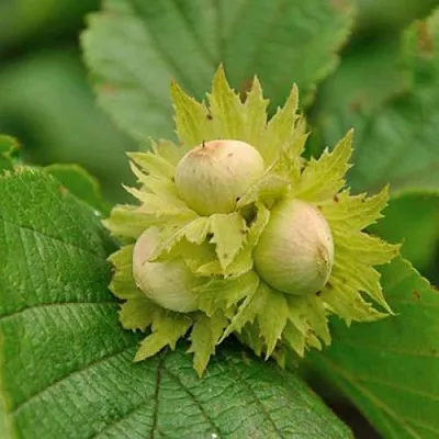 саженцы фундука саженцы фундука