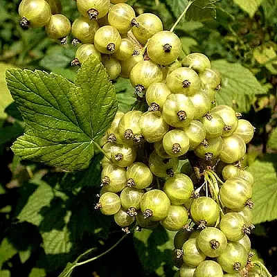 Смородина зеленоплодная СНЕЖНАЯ КОРОЛЕВА  Смородина зеленоплодная СНЕЖНАЯ КОРОЛЕВА в Череповце