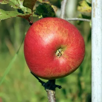 Яблоня ДЫЯМЕНТ  Яблоня ДЫЯМЕНТ в Череповце