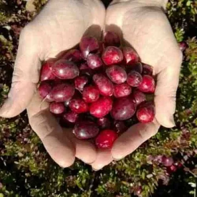 Клюква ХАБЕЛЬМАН  Клюква ХАБЕЛЬМАН в Череповце