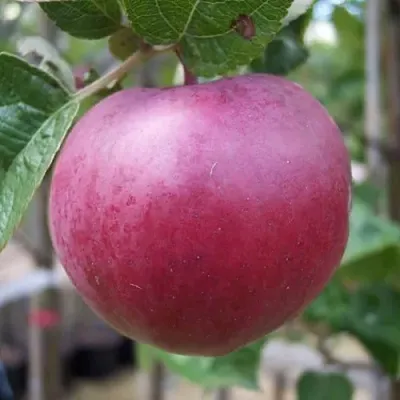 Яблоня НОРИС в Череповце