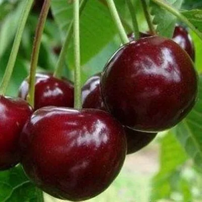 Вишня МИЛАВИЦА в Череповце