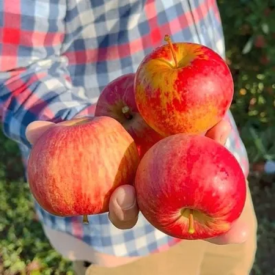 Яблоня КРАСАВИТА  Яблоня КРАСАВИТА в Череповце