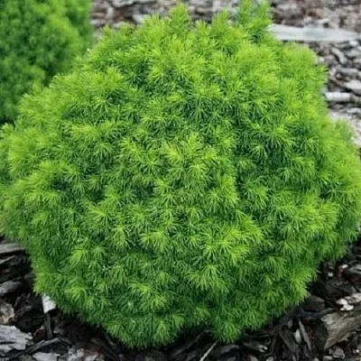 Ель АЛЬБЕРТА ГЛОБ сизая  Ель АЛЬБЕРТА ГЛОБ сизая в Череповце