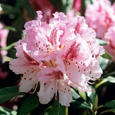 Рододендрон ЧИР  Рододендрон ЧИР в Череповце