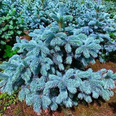 Ель СУПЕР БЛЮ СИДЛИНГ колючая в Череповце