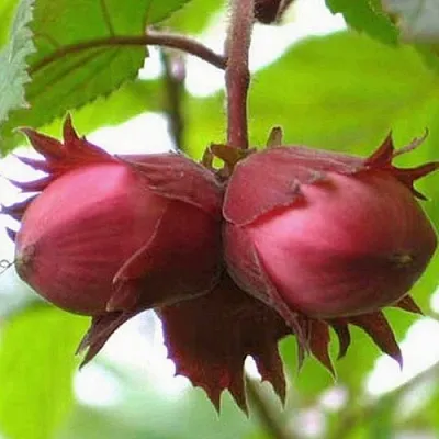 Фундук АЙВЕНГО  Фундук АЙВЕНГО в Череповце